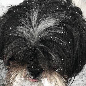 Meet your Posher, Skyler